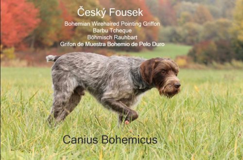 Czech Fousek