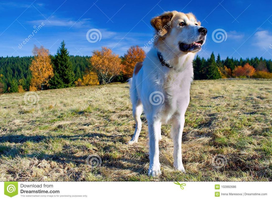 Czech Mountain Dog