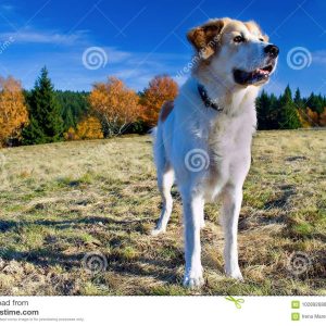 Czech Mountain Dog