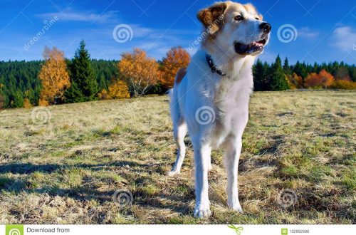 češki planinski pas