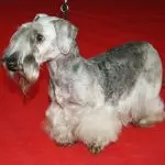 Czech Terrier