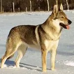 Czechoslovakian Wolfdog (Československý vlčák)