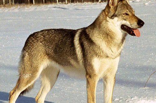 Czechoslovakian Wolfdog (Československý vlčák)
