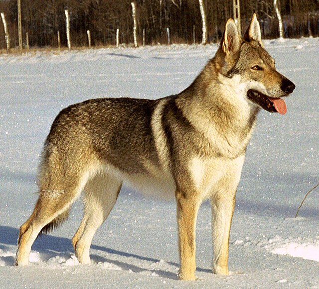Czechoslovakian Wolfdog (Československý vlčák)