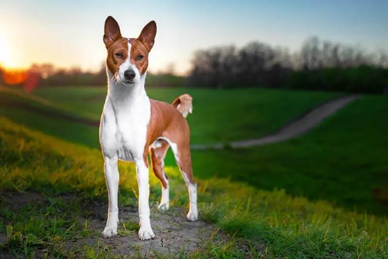 Basenji Corps