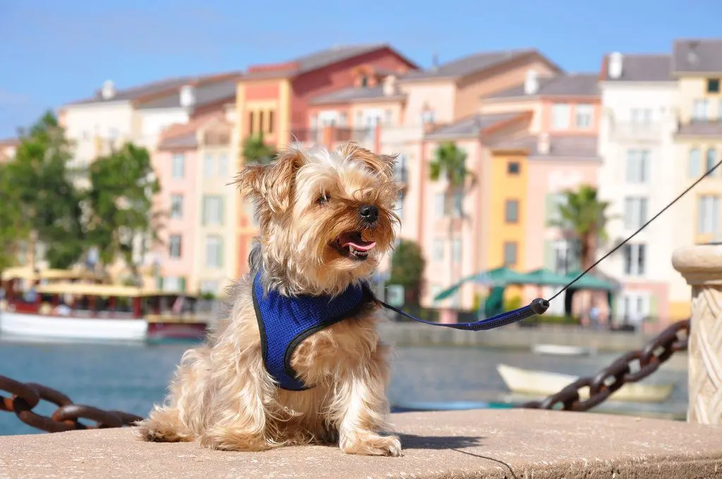 Yorkshire Terrier