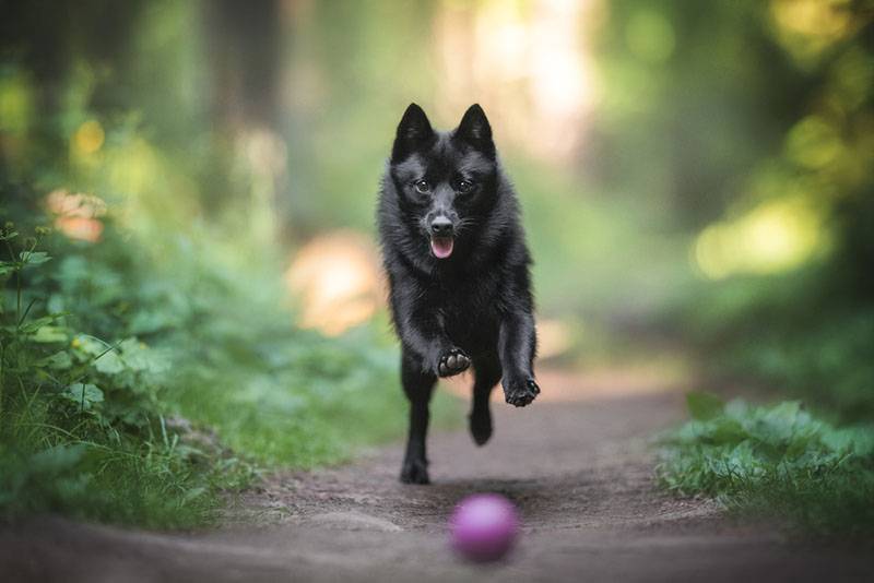 Schipperke chasing the ball