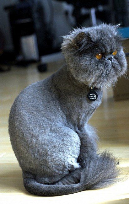 trimmed persian cat