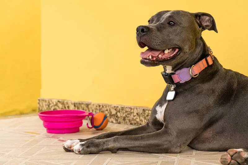 american pit bull terrier with a bowl in the backyard