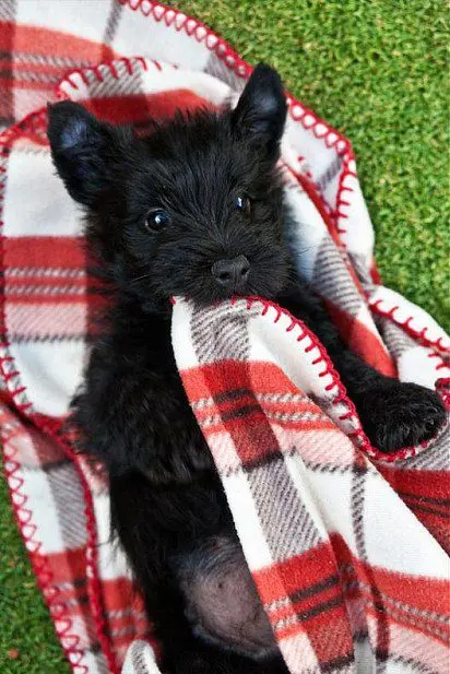 Scotch terrier puppy