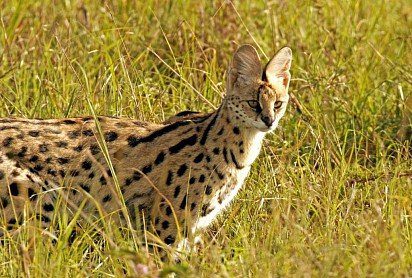 African serval in the wild