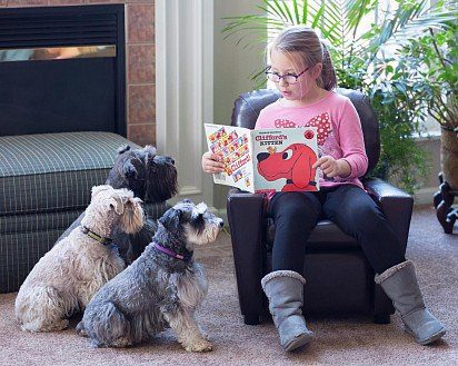 Child reads a book to miniature schnauzers