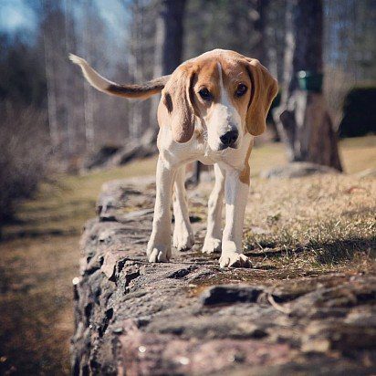 Estonian hound for a walk