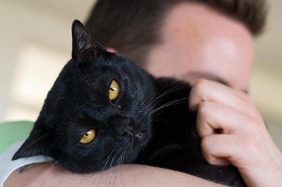 Bombay cat with a human