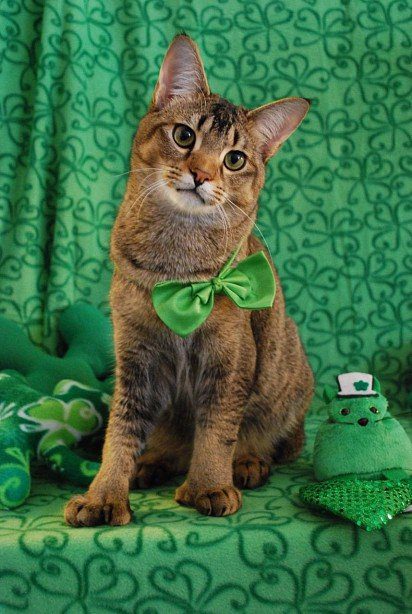 9 month old chausie ready for St. Patrick's Day