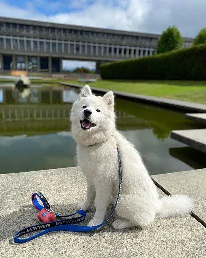 white pomsky