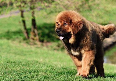 Tibetan Mastiff Puppy