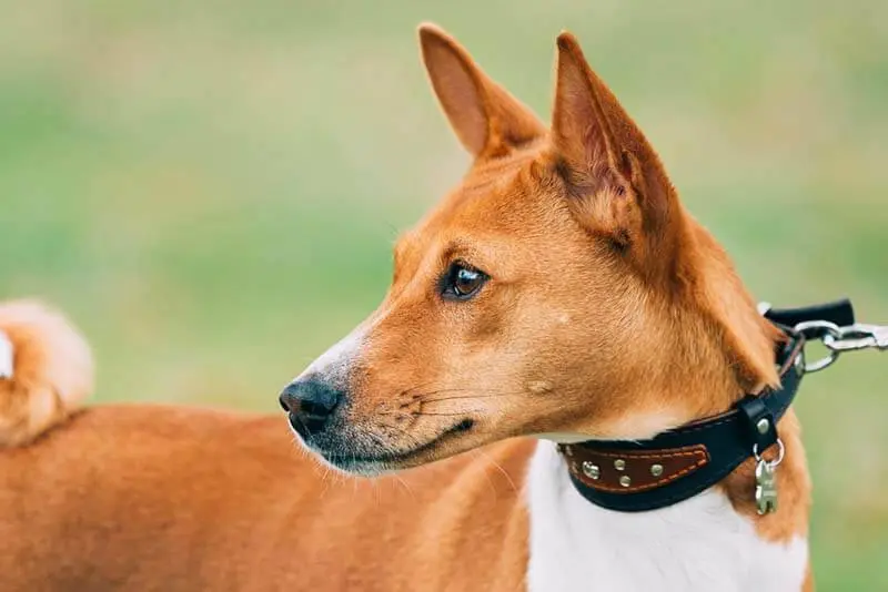 close up view of basenji wool