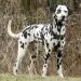 Danish-Swedish Farmdog