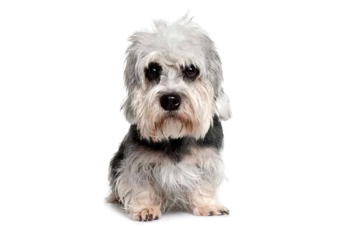 Dandie Dinmont Terrier