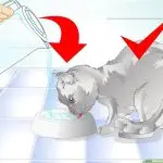 Dandruff in cats. What to do?