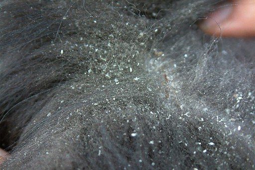 Dandruff in dogs: causes, symptoms, treatment
