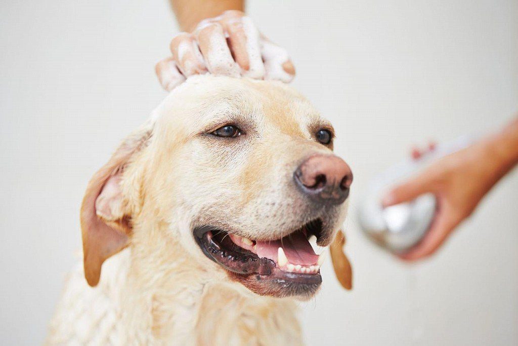 Dandruff in dogs: causes, symptoms, treatment
