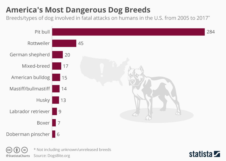 Dangerous breed: which dogs can bite the owner