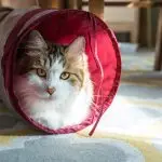 Dangerous for a cat: what is better to hide from a pet?