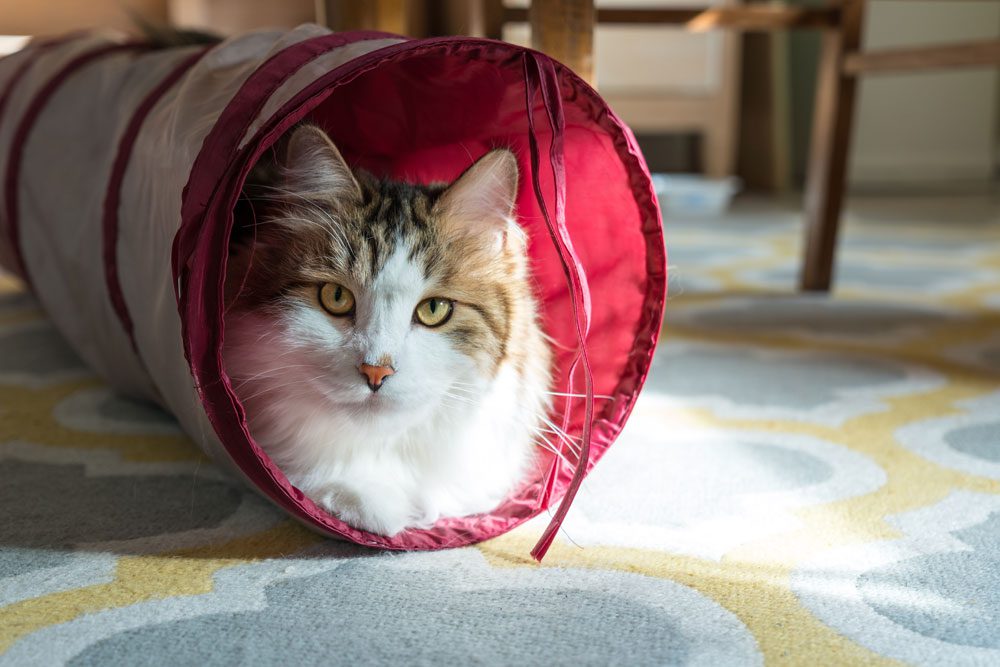 Dangerous for a cat: what is better to hide from a pet?