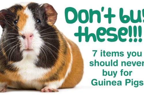 Dangers for guinea pigs