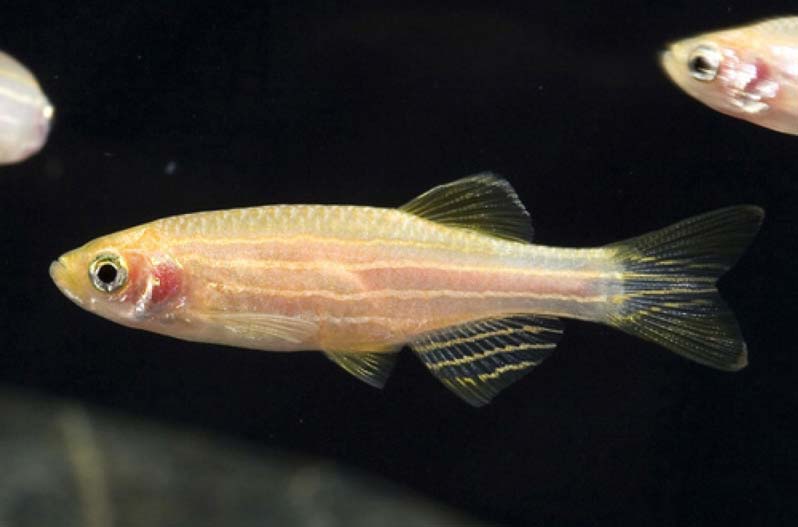 Danio Rerio (albino)