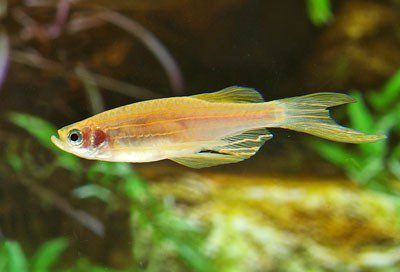 Danio Rerio (albino)