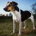 Double-nosed Andean tiger hound