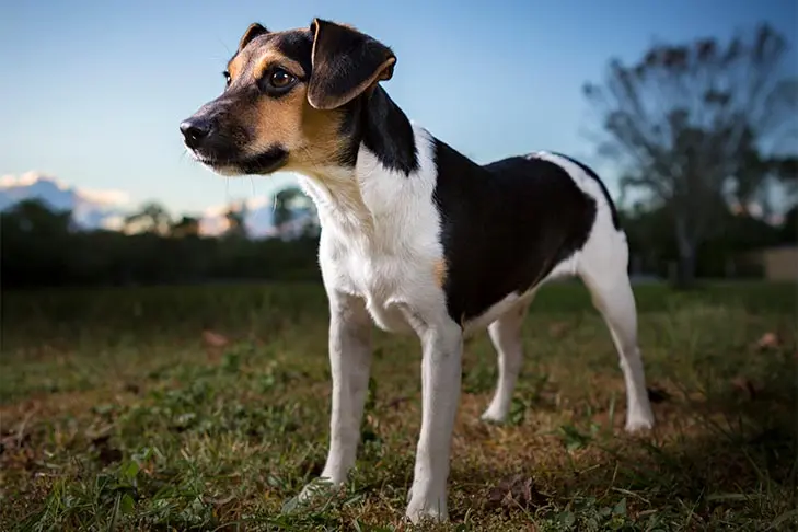 Danish-Swedish Farmdog