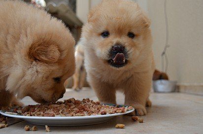Chow-chow puppies at a meal