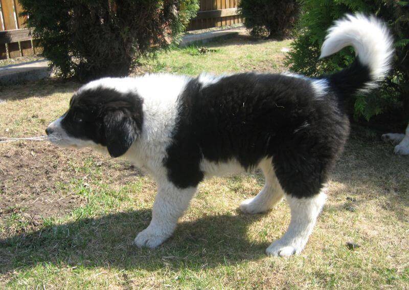 Big Tuvinian Shepherd Puppy