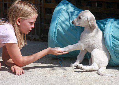 Saluki puppy with baby