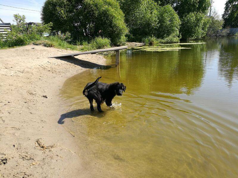 Tuva shepherd dog frolicking in the water