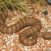 Brown reticulated snake