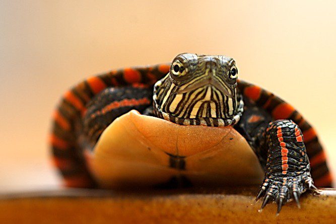 Decorated painted turtle