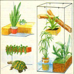 Decorating terrariums - all about turtles and for turtles