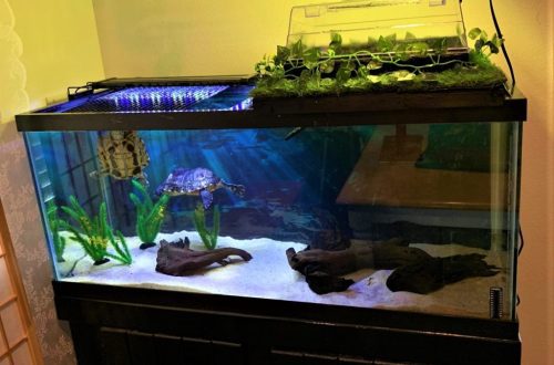 Decoration of aquariums for turtles