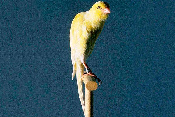 decorative canaries