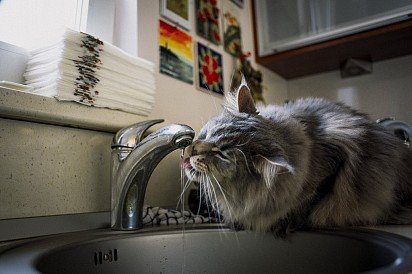 Maine Coon drinking tap water