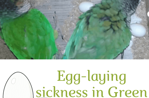 Delayed egg laying in parrots