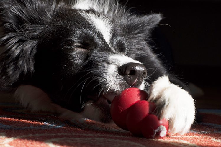 Delicious toys are the dream of any dog!