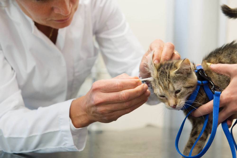 Demodicosis in cats