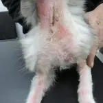 Demodicosis in cats