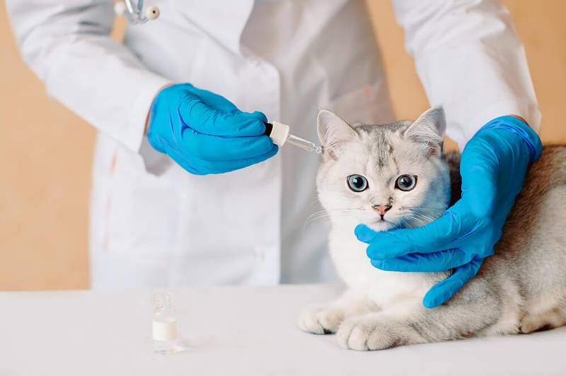 Demodicosis in cats